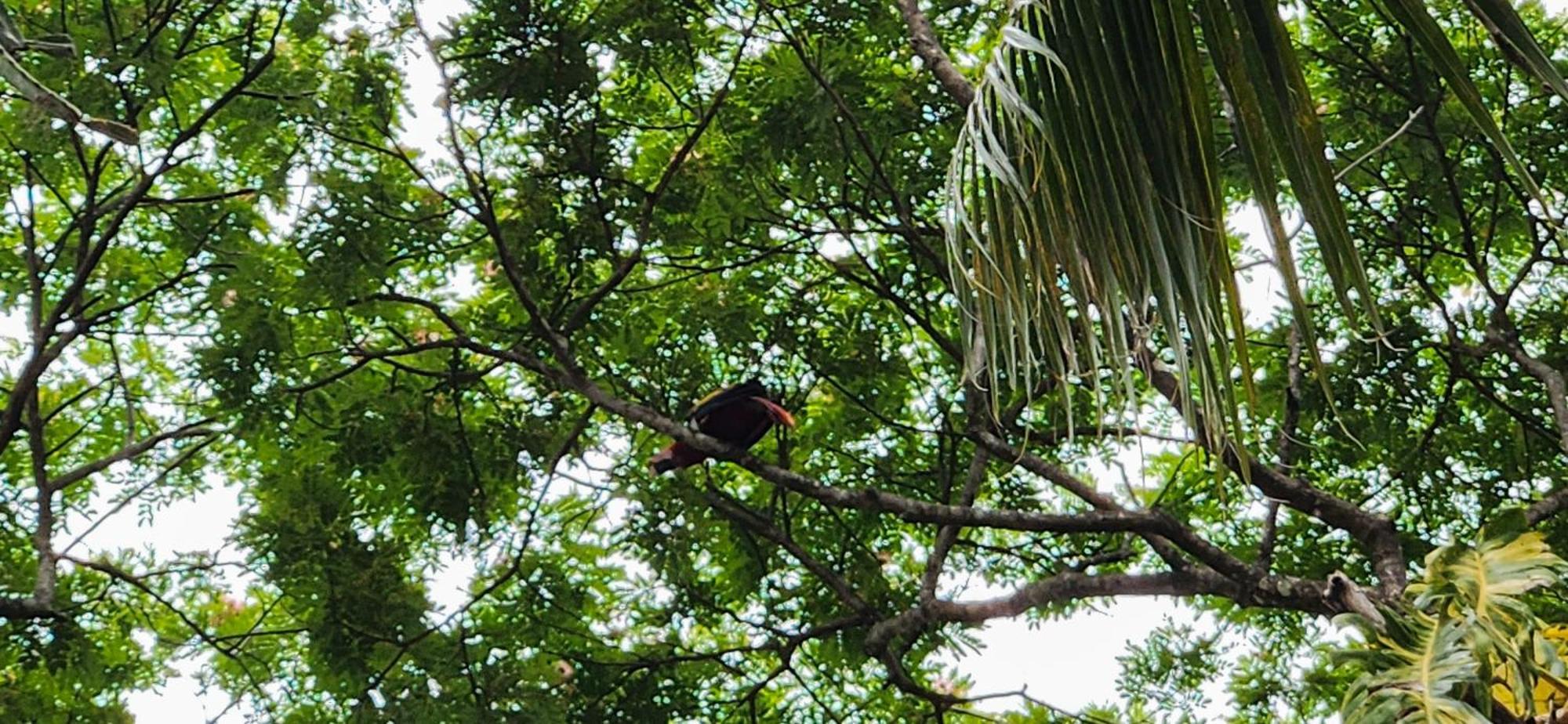 Macaw Paradise Jacó Zewnętrze zdjęcie