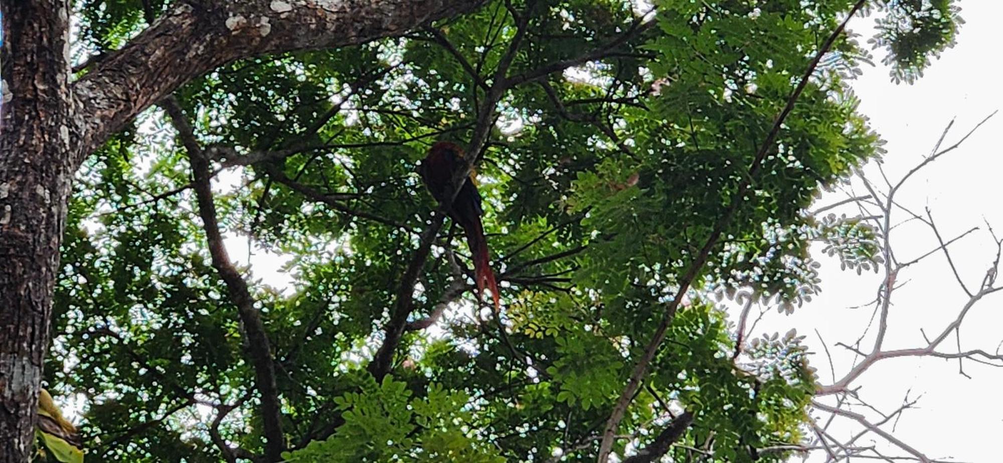 Macaw Paradise Jacó Zewnętrze zdjęcie